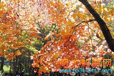 “十一”期间，丹东宽甸的枫叶就红了，比大连要早。杨国胜