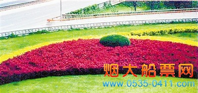 鸡爪槭（上图）、紫叶小檗（下图）等植物在生长季节叶子都是红色或紫色的。