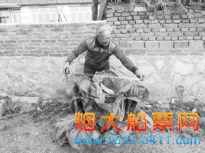 　　孙大爷在测量“白菜王”到底有多大。