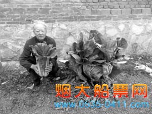 　　孙大爷手里抱着普通的白菜蹲在“白菜王”边上。