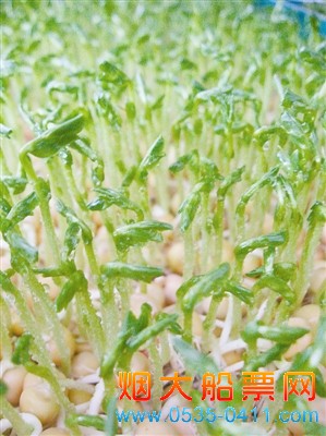 豌豆苗 豌豆苗