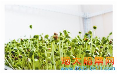 白杆萝卜苗 白杆萝卜苗